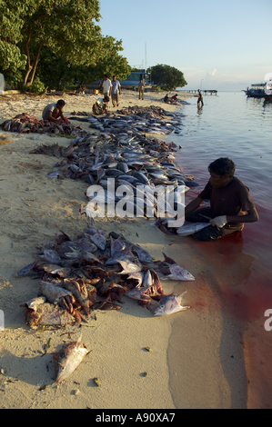 Malediven-Fischer Tunas Schneidkopf am Strand bei Sonnenuntergang Stockfoto