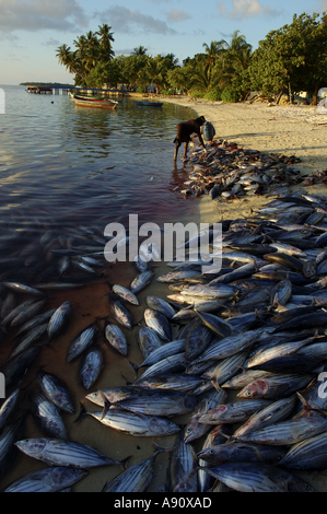 Malediven-Fischer Tunas Schneidkopf am Strand bei Sonnenuntergang Stockfoto