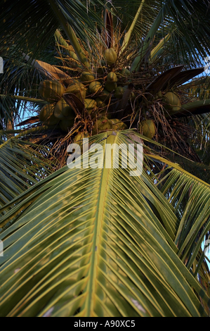 Malediven Insel Kokosnüsse auf einem Baum Stockfoto