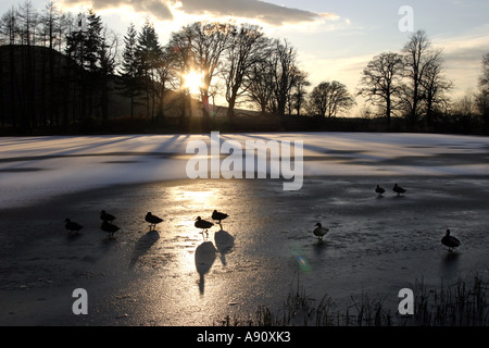 Schöne Winterlandschaft mit gefrorenen Teich setzen Sonne und Enten Schottland Stockfoto