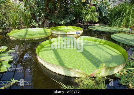 Dickten Victoria Cuziana an der Oxford Botanic Gardens Stockfoto