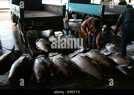 Großhandel Fischmarkt Thunfisch Hon Shiogama Stockfoto