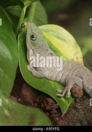 Standings Taggecko, Phelsuma Standingi, Gekkonidae, Squamata. Südwest-Madagaskar, Afrika Stockfoto