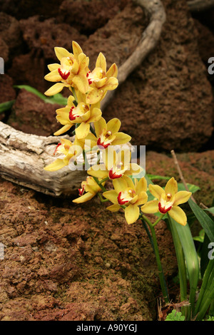 Zierorchideenblume, Orchidee Cymbidium Hybrid, Orchidaceae. Asien. Stockfoto