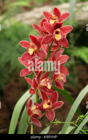 Zierorchideenblume, Orchidee Cymbidium Hybrid, Orchidaceae. Asien. Stockfoto