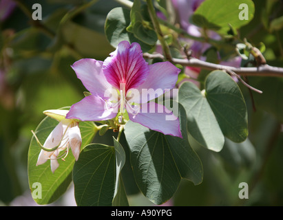 Orchidee-Baumes, Bauhinia Variegata, Caesalpinioideae, Fabaceae. Tropischen Indien und China. Stockfoto