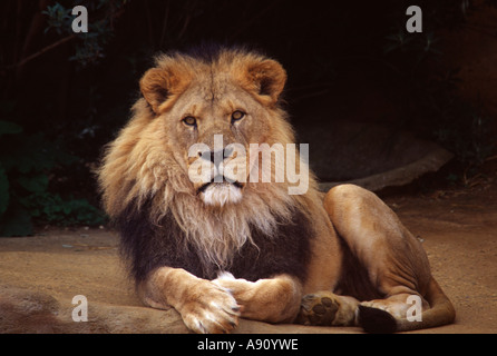 Afrikanischer Löwe (Panthera Leo Krugeri) Stockfoto