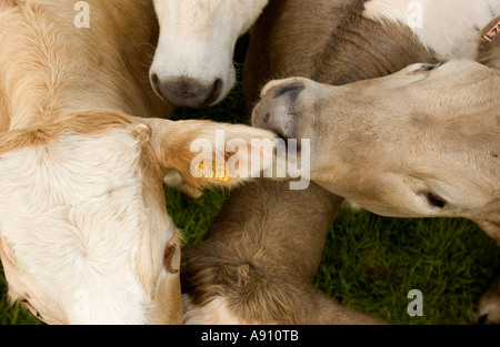 Rinder in der Nähe von Brecon, Südwales Stockfoto