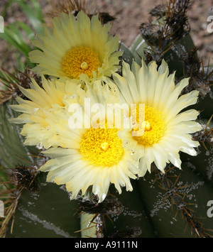 Bishops Cap Cactus, Astrophytum Myriostigma Stockfoto