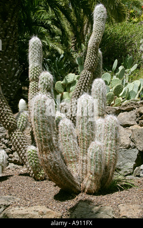 Kakteen Pflanzen im Palmitos Park Botanischer Garten Gran Canaria