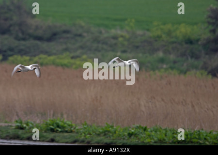 Eurasische Löffler-Platalea Leucorodia Jungvögel im Flug über Phragmytes Röhricht, Cley Marsh North Norfolk, England Stockfoto