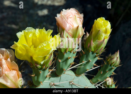 Blüte Prickly Pear Cactus, Saguro National Park, Tucson, Arizona, USA. Stockfoto