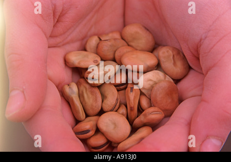 Saubohne Samen in beiden Händen gehalten Stockfoto