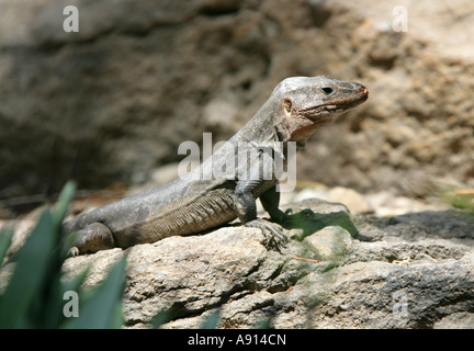 Tenerife Eidechse oder westlichen Kanaren Eidechse Gallotia Galloti, Lacertidae Stockfoto