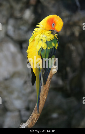 Sun Conure oder Sun Sittich Aratinga solstitialis Stockfoto