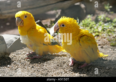 Goldene Conure oder Goldsittich, Guaruba Guarouba, auch bekannt als Königin von Bayern Conure Stockfoto