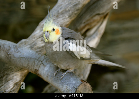 Männlichen Nymphensittich Nymphicus Hollandicus, Cacatuidae Stockfoto