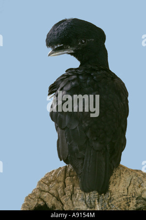 Lange Flecht-Regenschirm Vogel, Cephalopterus penduliger Stockfoto