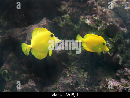 Yellow Tang Fish, Zebrasoma flavescens Stockfoto