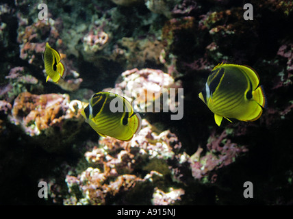 Diagonale Butterflyfish oder rote Meer Racoon Butterflyfish, Chaetodontidae Fasciatus, Chaetodontidae Stockfoto