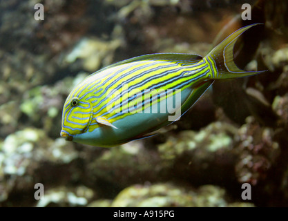 Clown Doktorfisch aka Clown Tang, gefüttert Doktorfisch, blau-gebändert Doktorfisch Acanthurus lineatus Stockfoto