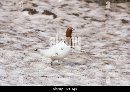 Moorschneehuhn oder Willow Ptarmigan Lagopus Lagopus Lagopus im Winterkleid Stockfoto