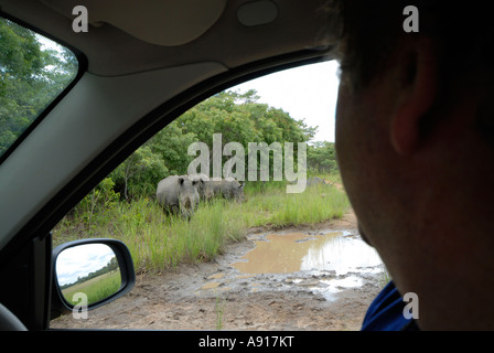 Ein Tourist Uhren ein Breitmaulnashorn in Simbabwes Lake Chivero Nationalpark. Stockfoto