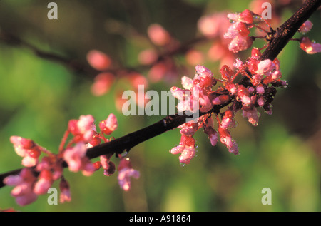 Nahaufnahme der Redbud Baum blüht Stockfoto