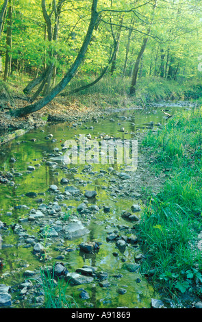 Frühling, grünes Laub reflektiert in einem felsigen Strom im Forest Glen beibehalten Illinois Stockfoto