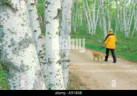 Frau zu Fuß einen Hund auf einer Straße durch ein Birkenwald in Minnesota Zippel Bay State Park Stockfoto