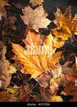 Gefallenen Ahorn-Blätter im Herbst Stockfoto