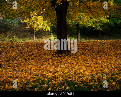 Ahornbaum in Herbstfarben im Herbst Stockfoto
