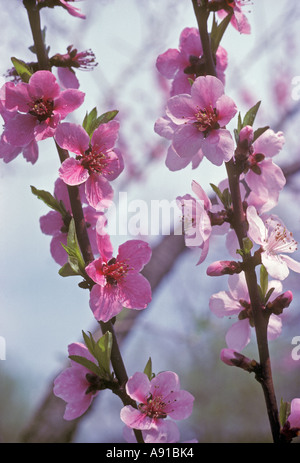 Apfelblüten Stockfoto