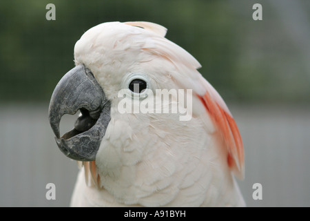 Der Leiter der Molukken Kakadu Papagei.  Auch als der Lachs Hauben-Kakadu, sind diese großen Vögel weiß und aus Australien Stockfoto