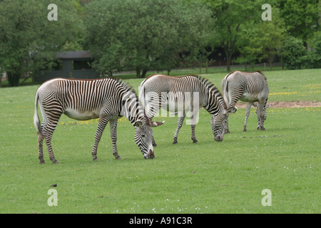 Drei Zebras Essen grass Stockfoto