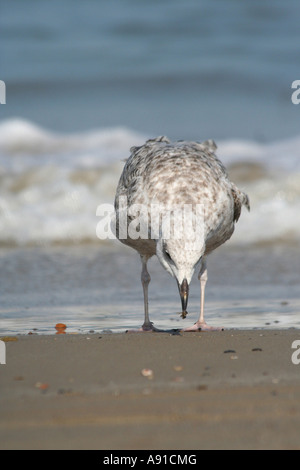 eine junge Silbermöwe auf der Suche nach Essen am Strand Stockfoto