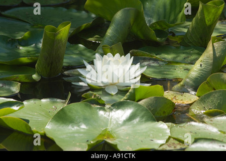 Eine weiße Seerose Stockfoto