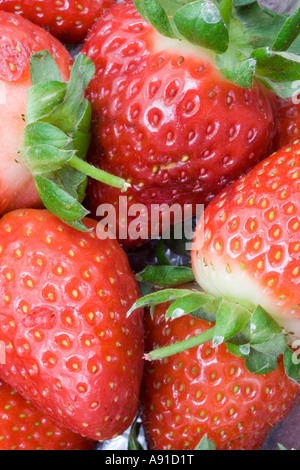 Nahaufnahme von frischen Erdbeeren. Eine gesunde Frucht Snack mit Vitamin C Stockfoto