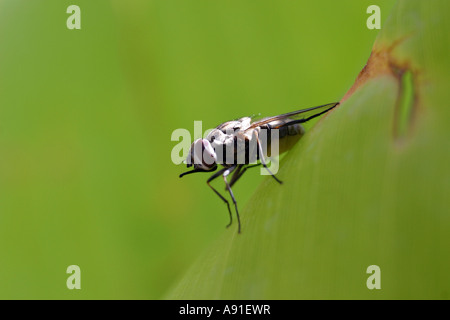 Haus fliegen auf einem Blatt in einem Garten Stockfoto