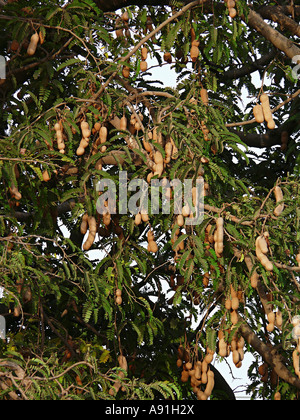 Tamarind Seed, wissenschaftlicher Name ist TAMARINDUS INDICA Stockfoto