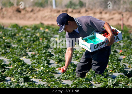 Zugewanderten Landarbeiter nimmt Erdbeeren wachsen auf Plastik Mulch in Santa Maria, Kalifornien. Stockfoto