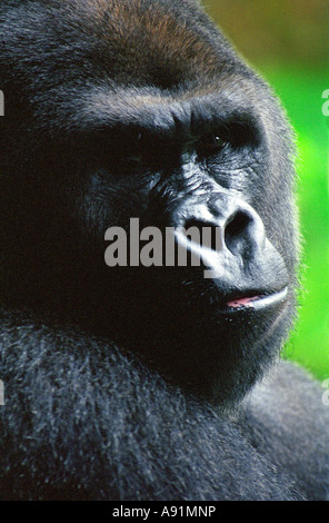 Close-up Portrait von einem Gorilla Gesicht Stockfoto