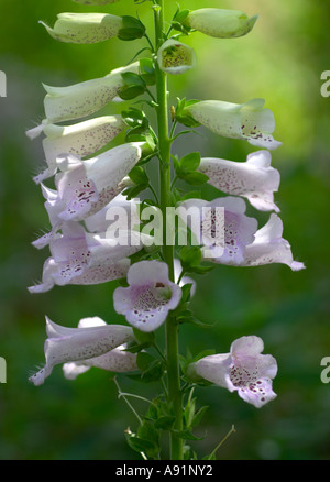 Digitalis Purpurea Camelot Licht Lavendel Stockfoto