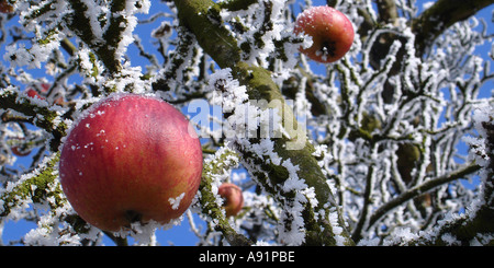 gefrorene Äpfel an einem Baum Gefrohrene Äpfel ein Einem Baum Stockfoto