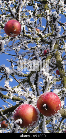 gefrorene Äpfel an einem Baum Gefrohrene Äpfel ein Einem Baum Stockfoto