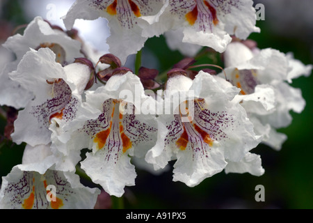 Catalpa bignonioides Stockfoto