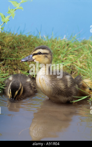 Entenküken im Wasser Stockfoto