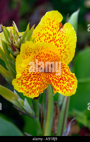 CANNA Cleopatra Stockfoto