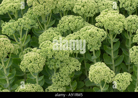 Sedum Telephium Ssp maximale Gooseberry Fool Stockfoto