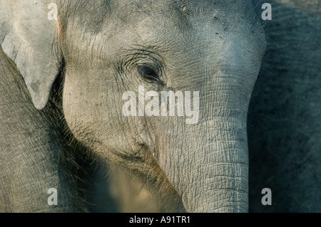 Asiatischer Elefant (Elephas Maximus) Baby neben Mutter Kaziranga Nationalpark Indien Stockfoto